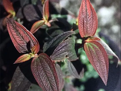 Red-tinged elongated leaves with prominent veins on a branching plant
