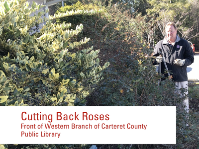 Screenshot of Cutting Back Roses video showing Shawn Banks standing behind a rose bush preparing to cut the bush with caption that reads Cutting Back Roses, Front of Western Branch of Carteret County Public Library.