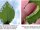 Leaf with zigzag edges from EZS larval feeding; close-up green EZS larva on leaf.