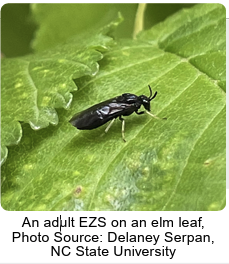 Adult EZS (small black sawfly) on an elm leaf
