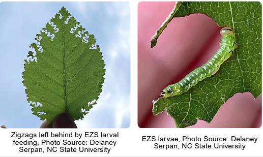 Leaf with zigzag edges from EZS larval feeding; close-up green EZS larva on leaf.
