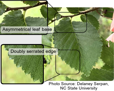 Leaf with labels: "Asymmetrical leaf base" and "Doubly serrated edge".