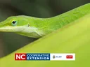snakes and lizards
