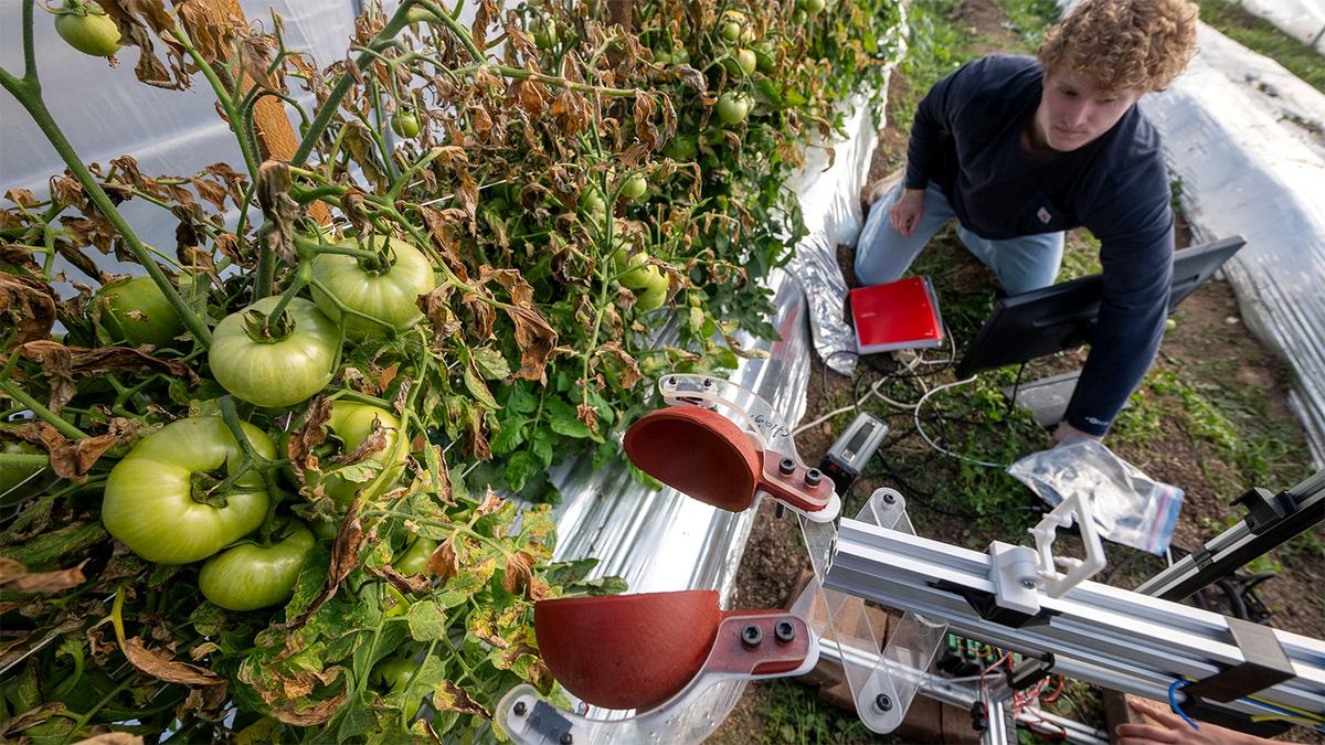 The tomato-harvesting robot features a soft silicone gripper attached to a mechanical arm that’s guided by artificial intelligence and a depth-sensing camera.