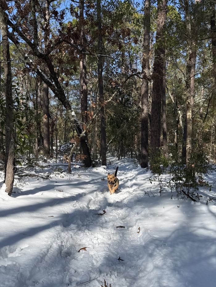 dog in snow
