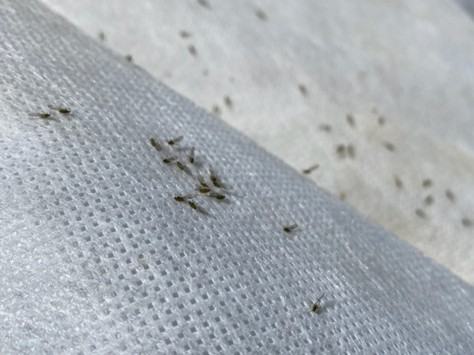 Several small ants clustered and scattered on a textured white paper towel