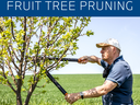 man pruning small fruit tree with loppers; header text "FRUIT TREE PRUNING"