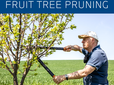 man pruning small fruit tree with loppers; header text "FRUIT TREE PRUNING"