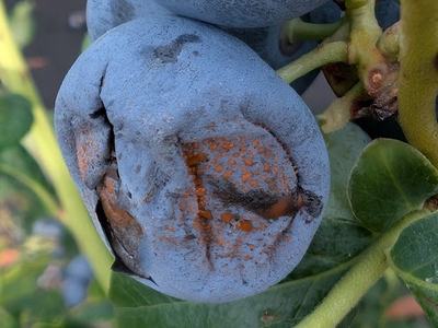 Blueberry with orange-brown mold and split skin on stem and leaves