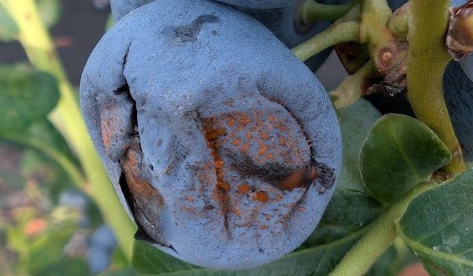 A Photo Guide to Blueberry Diseases in the Southeast - Blueberries