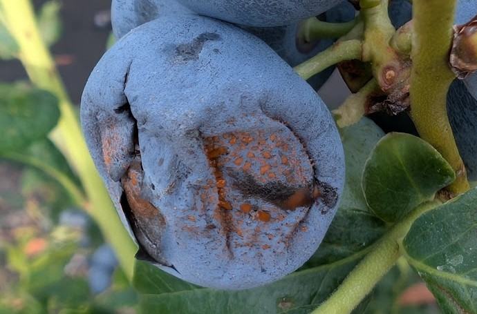 Blueberry with orange-brown mold and split skin on stem and leaves