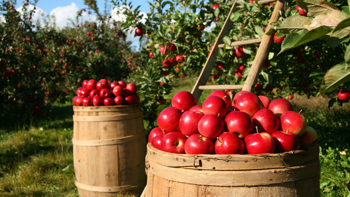 Two barrels filled with bright red apples in an orchard, with a ladder leaning against a tree in the background during harvest.