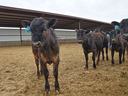 Black calves standing in a dirt pen under a metal shelter, blue ear tags visible