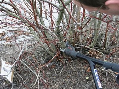 Person pruning leafless shrub with loppers near a plant label reading "HERBERT."