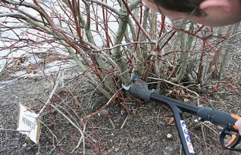 Person pruning leafless shrub with loppers near a plant label reading "HERBERT."