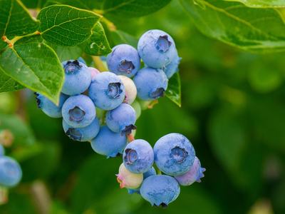 Blueberries pictured up close growing on stem of plant.