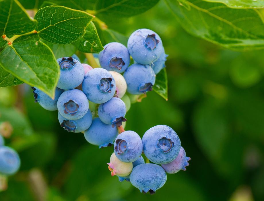 Blueberries pictured up close growing on stem of plant.