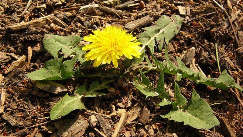 Close-up image of a common dandelion growing in a lawn, showing its yellow flower and green leaves.