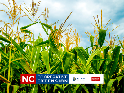 soybean and corm meeting