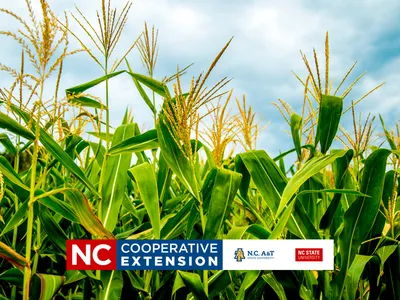 soybean and corm meeting