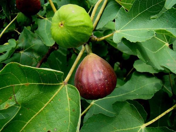 Close-up image of a ripe fig growing on a fig tree branch surrounded by green leaves.