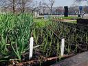 Raised garden bed with rows of green seedlings and white plant markers in a park