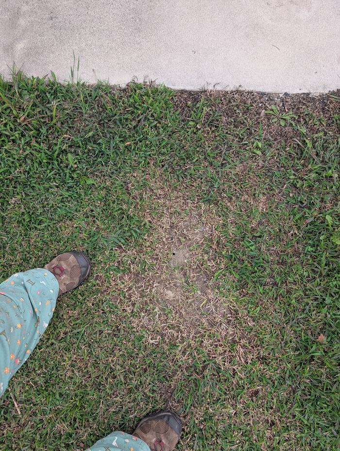 bare spot in a turf area indicating potential bee habitat