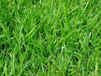 A top-down, close-up view of a lush, vibrant green lawn with thick, flat blades of grass.