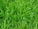 A top-down, close-up view of a lush, vibrant green lawn with thick, flat blades of grass.