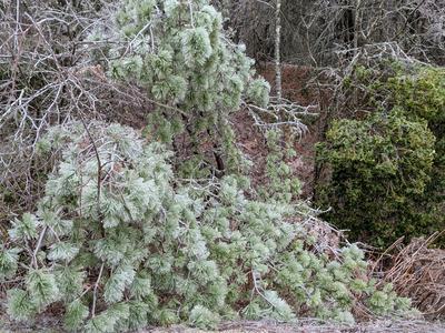 Ice covered evergreen trees