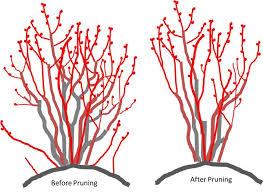 Two shrubs labeled "Before Pruning" and "After Pruning" showing removed branches