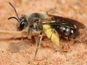 mining bee with pollen sticking to her back legs