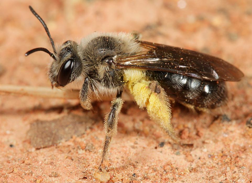 mining bee with pollen sticking to her back legs
