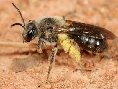 mining bee with pollen sticking to her back legs