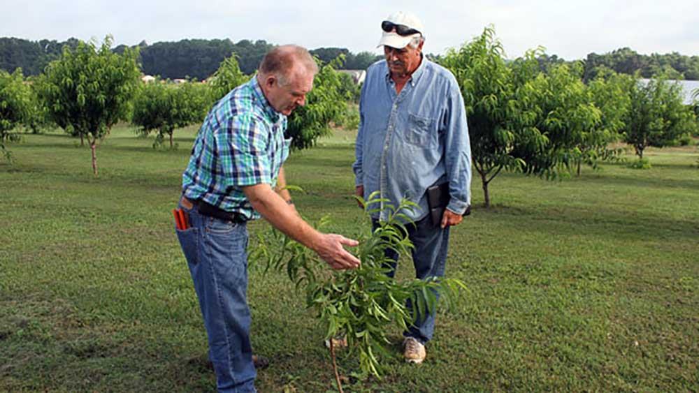 Two men planting a young peach tree in the ground, positioning it in a prepared planting hole.