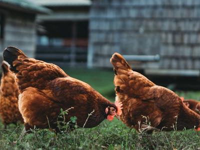 Chickens foraging