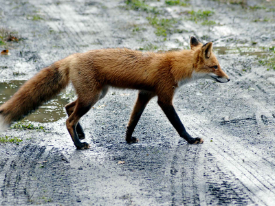 red fox