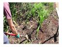 Person using a hoe to loosen soil in a garden bed with young green plants