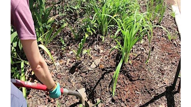 Person using a hoe to loosen soil in a garden bed with young green plants