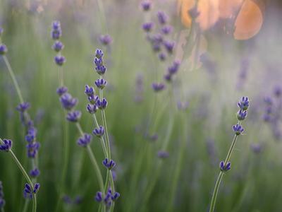 Close-up of purple lavender sprigs in a field at sunset, with a soft-focus background and warm golden bokeh.