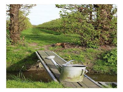 Galvanized watering can on narrow footbridge over a stream leading to orchard