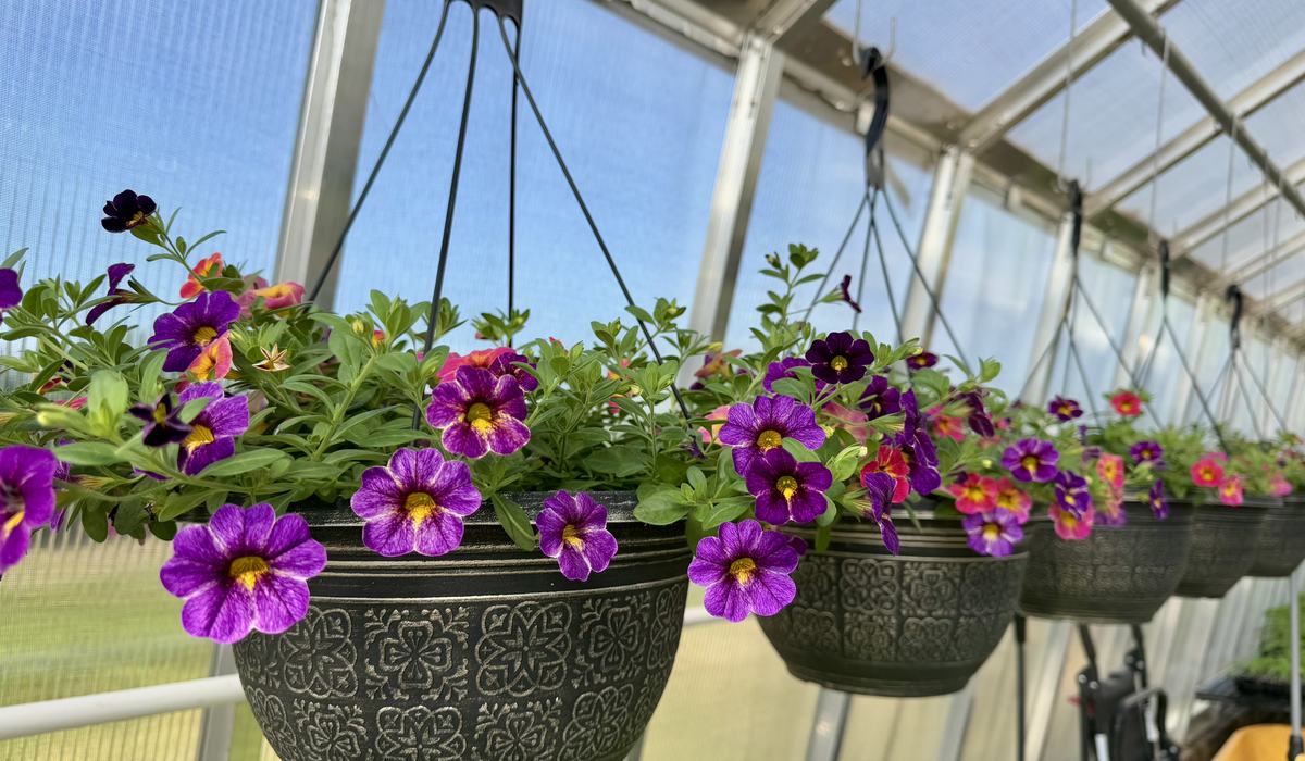 2026 Spring Plant Sale on Saturday, April 25th - Wayne County