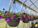 Flower hanging basket combos in a greenhouse
