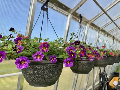 Flower hanging basket combos in a greenhouse