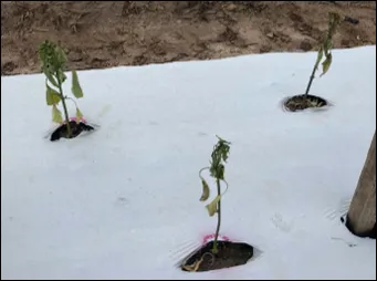 Phytophthora crown rot on pepper