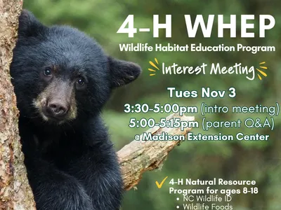 Bear cub with interest meeting date