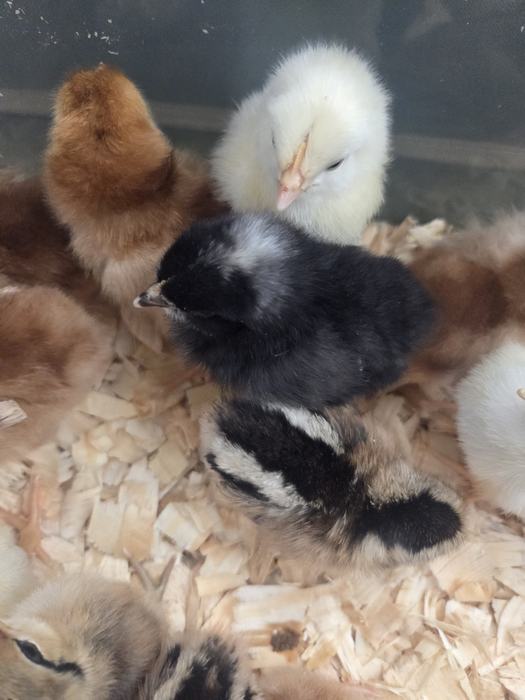 embryology in schools, partnered with 4-H