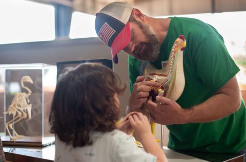 A man in a green shirt and a patriotic baseball cap shows a young child the internal anatomy of a chicken using a cross-section model, with a bird skeleton displayed in a glass case nearby.