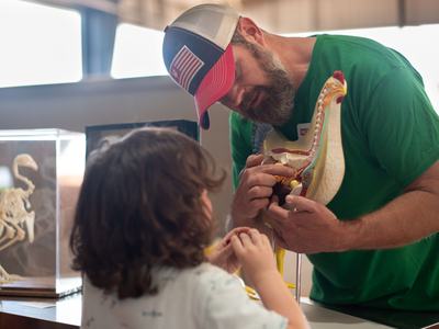 A man in a green shirt and a patriotic baseball cap shows a young child the internal anatomy of a chicken using a cross-section model, with a bird skeleton displayed in a glass case nearby.