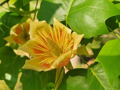 Tulip poplar tree in bloom